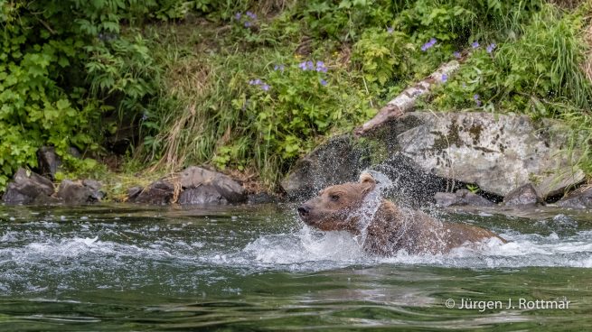 USA | Alaska | Big River Lake | Brown Bear (Braunbär)