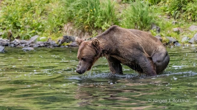 USA | Alaska | Big River Lake | Brown Bear (Braunbär)