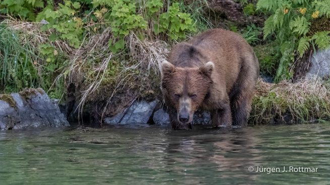 USA | Alaska | Big River Lake | Brown Bear (Braunbär)
