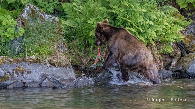 USA | Alaska | Big River Lake | Brown Bear (Braunbär)
