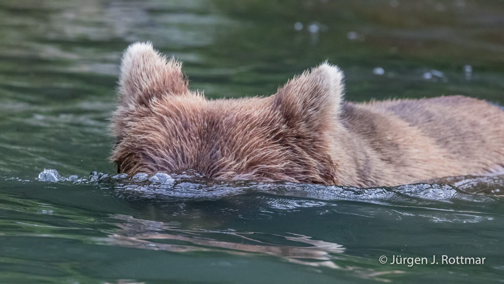 USA | Alaska | Big River Lake | Brown Bear (Braunbär)