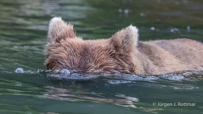 USA | Alaska | Big River Lake | Brown Bear (Braunbär)