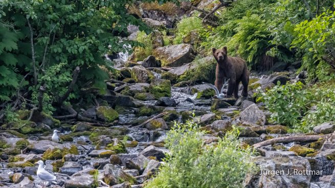 USA | Alaska | Big River Lake | Brown Bear (Braunbär)