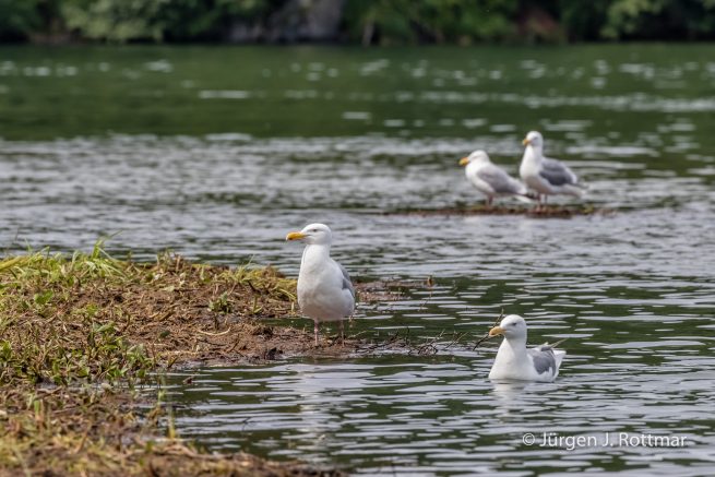 USA | Alaska | Big River Lake | Glaucous winged Gulls (Beringmöven)