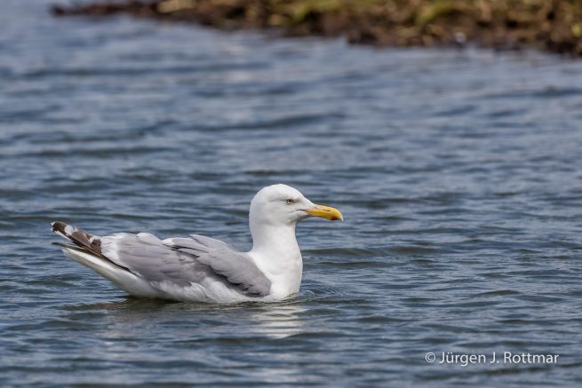 USA | Alaska | Big River Lake | Glaucous winged Gull (Beringmöve)