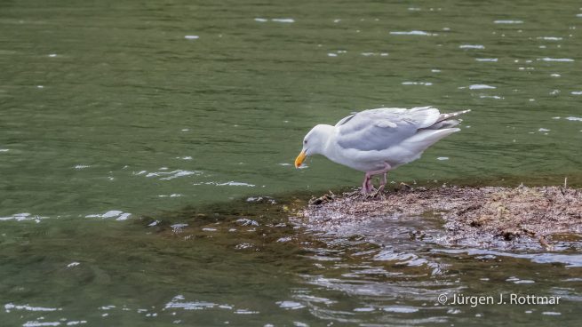 USA | Alaska | Big River Lake | Glaucous winged Gull (Beringmöve)