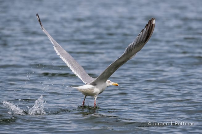 USA | Alaska | Big River Lake | Glaucous winged Gull (Beringmöve)