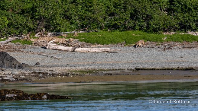 USA | Alaska | Katmai Nationalpark | Grey Wolf (Grauwolf)