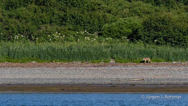 USA | Alaska | Katmai Nationalpark | Grey Wolf (Grauwolf)