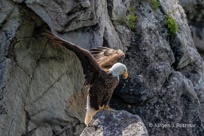 USA | Alaska | Katmai Nationalpark | Bald Eagle (Weißkopfseeadler)