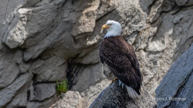 USA | Alaska | Katmai Nationalpark | Bald Eagle (Weißkopfseeadler)