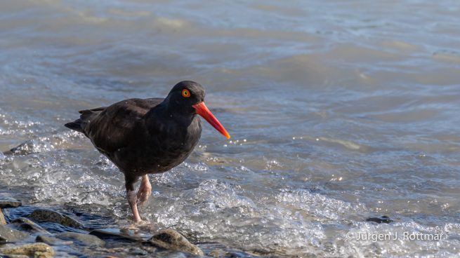USA | Alaska | Katmai Nationalpark | Black Oystercatcher (Klippenausternfischer)