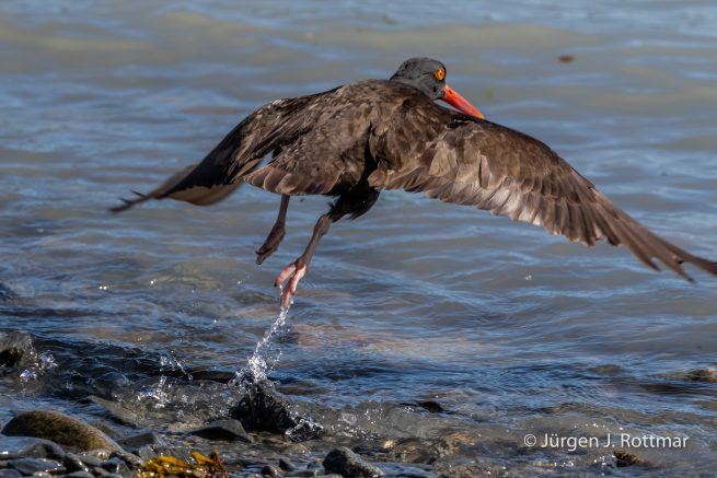 USA | Alaska | Katmai Nationalpark | Black Oystercatcher (Klippenausternfischer)