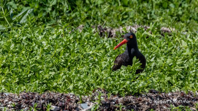 USA | Alaska | Katmai Nationalpark | Black Oystercatcher (Klippenausternfischer)