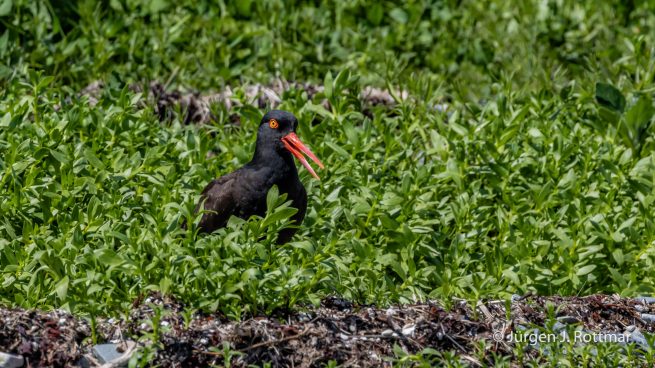 USA | Alaska | Katmai Nationalpark | Black Oystercatcher (Klippenausternfischer)