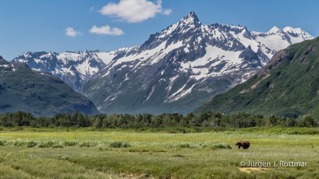 USA | Alaska | Katmai Nationalpark | Brown Bear ( Braunbär)