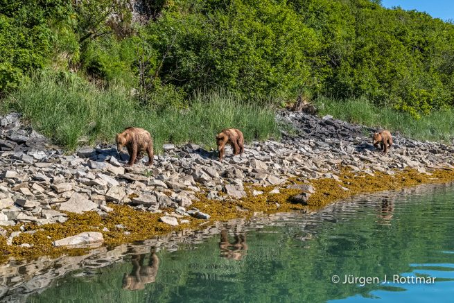 USA | Alaska | Katmai Nationalpark | Brown Bears (Braunbären)