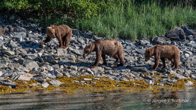 USA | Alaska | Katmai Nationalpark | Brown Bears (Braunbären)