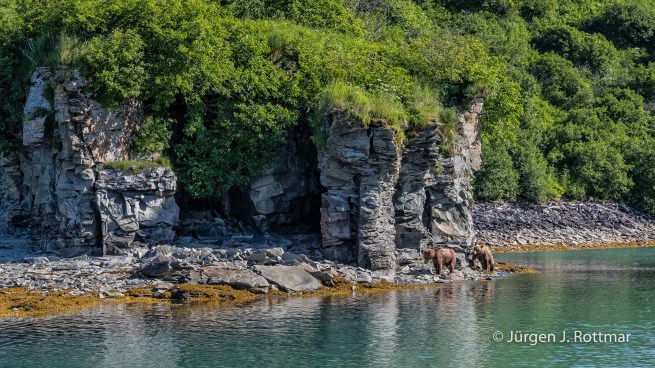 USA | Alaska | Katmai Nationalpark | Brown Bears ( Braunbären)