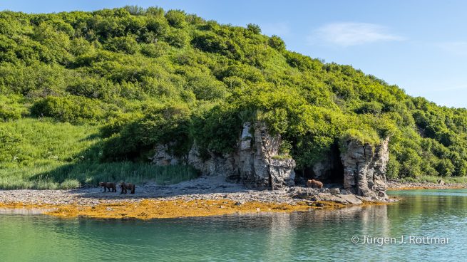 USA | Alaska | Katmai Nationalpark | Brown Bears (Braunbären)