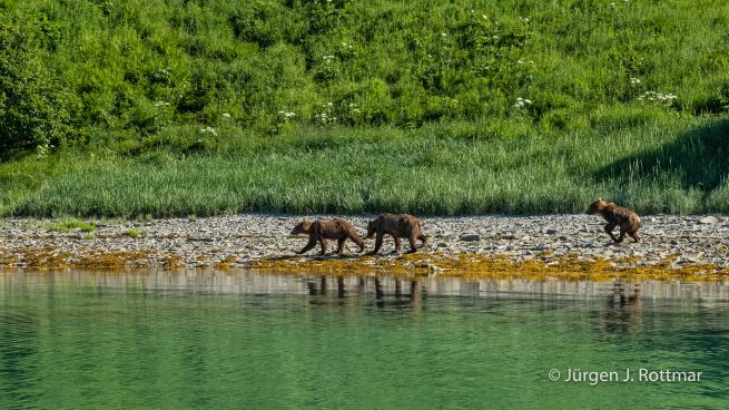 USA | Alaska | Katmai Nationalpark | Brown Bear (Braunbär)