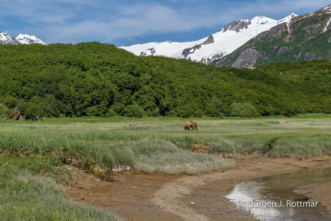 USA | Alaska | Katmai Nationalpark | Brown Bear ( Braunbär)