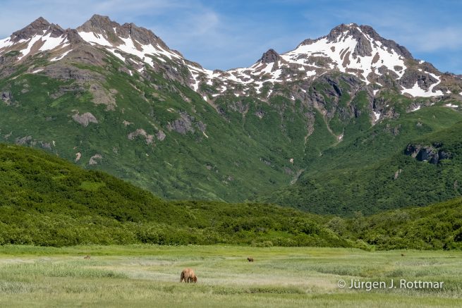 USA | Alaska | Katmai Nationalpark | Brown Bear ( Braunbär)