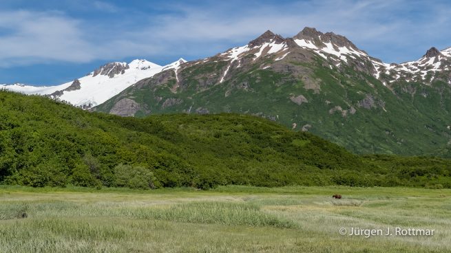 USA | Alaska | Katmai Nationalpark | Brown Bear ( Braunbär)