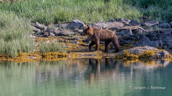 USA | Alaska | Katmai Nationalpark | Brown Bear (Braunbär)