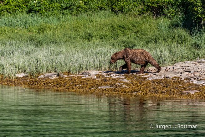USA | Alaska | Katmai Nationalpark | Brown Bear (Braunbär)