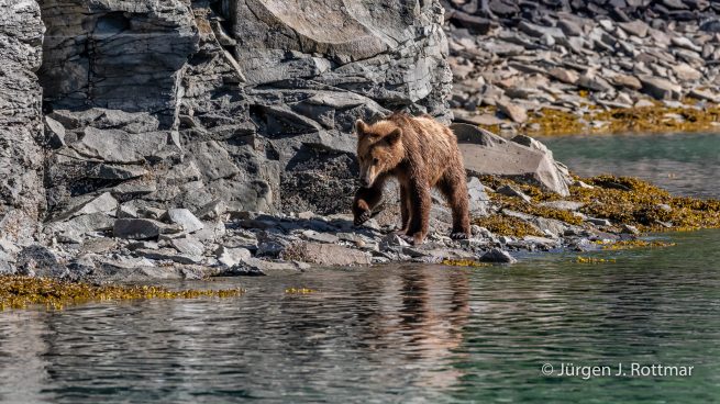 USA | Alaska | Katmai Nationalpark | Brown Bear (Braunbär)