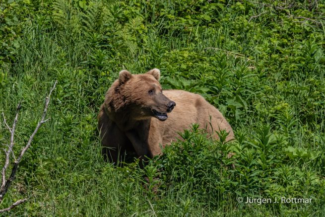 USA | Alaska | Katmai Nationalpark | Brown Bear (Braunbär)