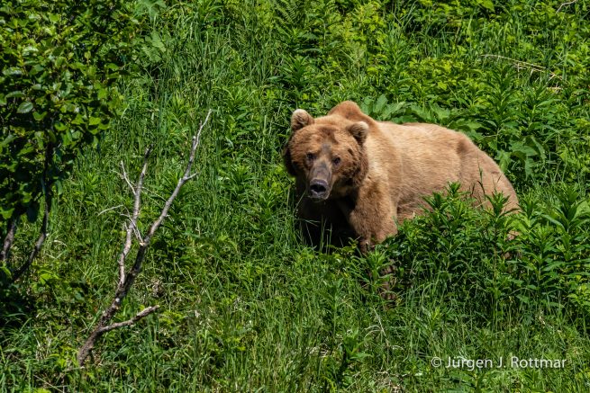 USA | Alaska | Katmai Nationalpark | Brown Bear (Braunbär)