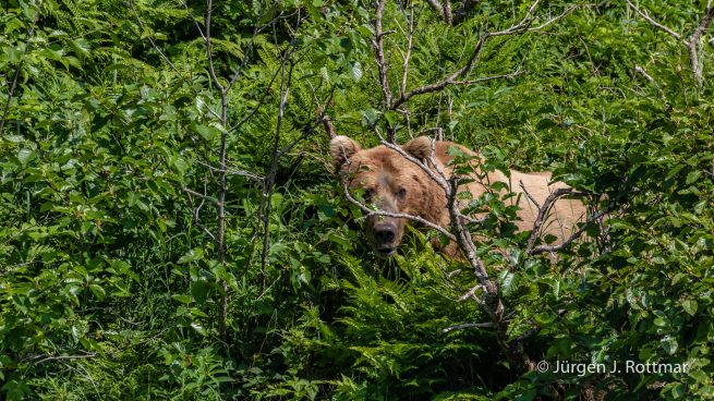 USA | Alaska | Katmai Nationalpark | Brown Bear (Braunbär)