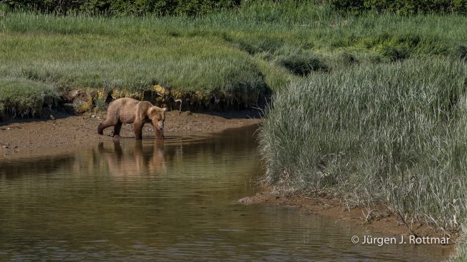 USA | Alaska | Katmai Nationalpark | Brown Bear (Braunbär)