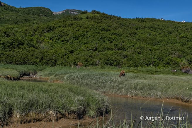 USA | Alaska | Katmai Nationalpark | Brown Bear (Braunbär)