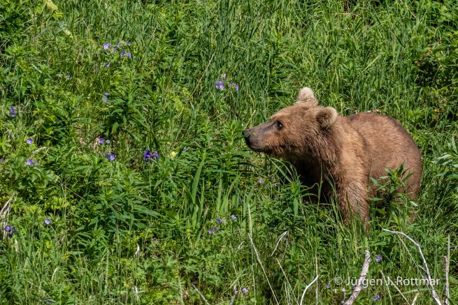 USA | Alaska | Katmai Nationalpark | Brown Bear (Braunbär)