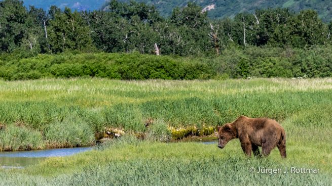 USA | Alaska | Katmai Nationalpark | Brown Bear (Braunbär)