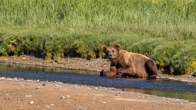 USA | Alaska | Katmai Nationalpark | Brown Bear (Braunbär)
