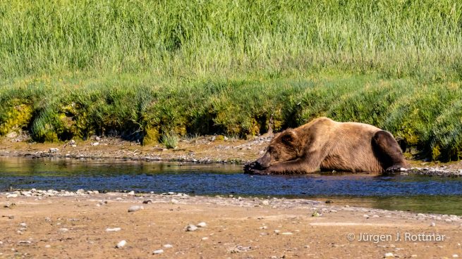 USA | Alaska | Katmai Nationalpark | Brown Bear (Braunbär)