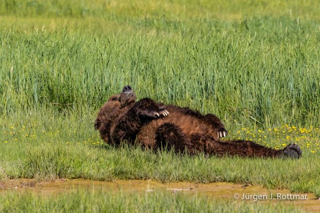 USA | Alaska | Katmai Nationalpark | Brown Bear (Braunbär)