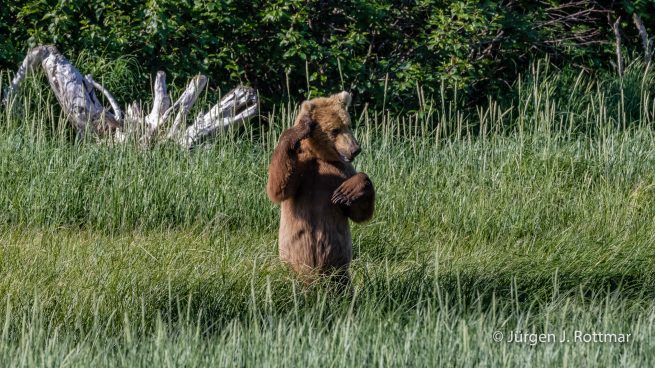 USA | Alaska | Katmai Nationalpark | Brown Bear (Braunbär)