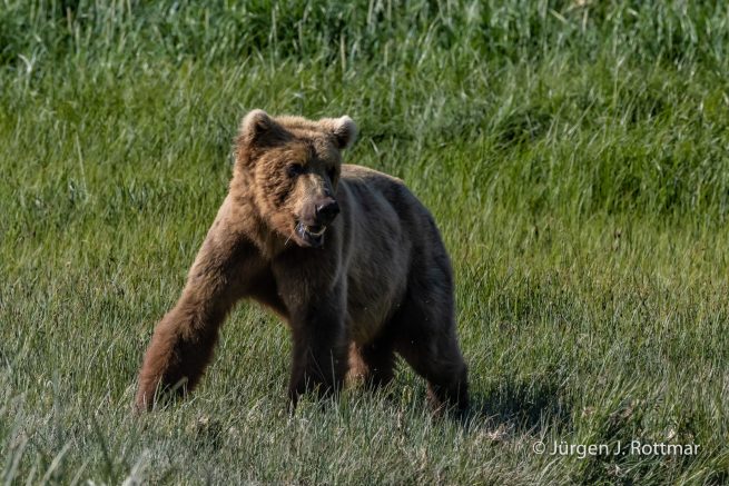 USA | Alaska | Katmai Nationalpark | Brown Bear (Braunbär)