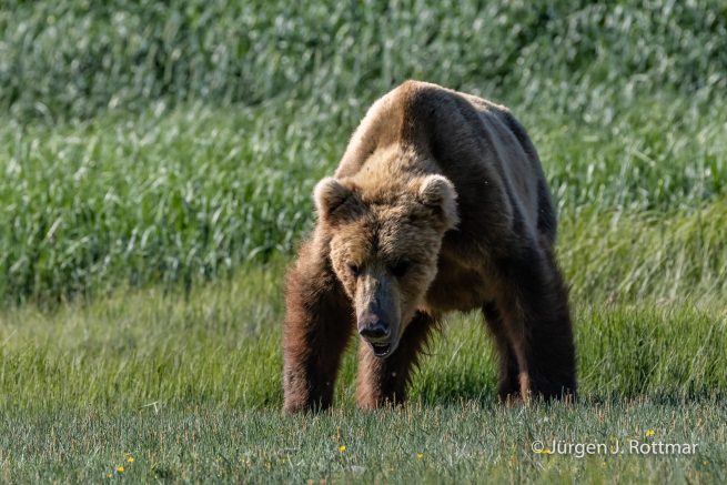 USA | Alaska | Katmai Nationalpark | Brown Bear (Braunbär)