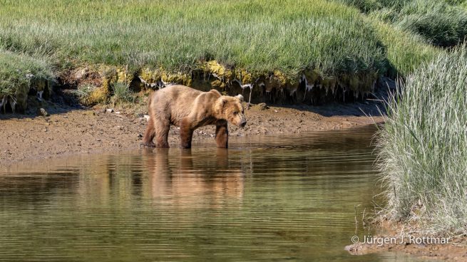 USA | Alaska | Katmai Nationalpark | Brown Bear (Braunbär)