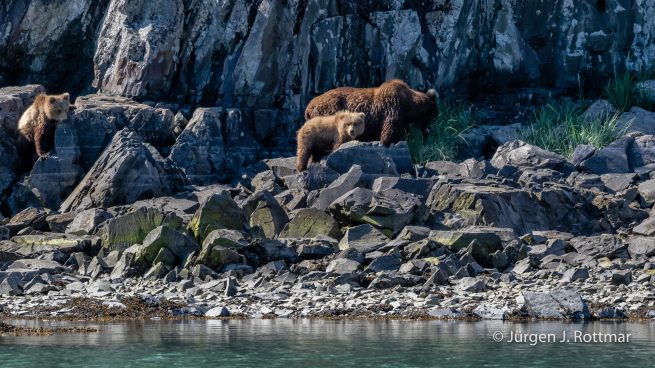 USA | Alaska | Katmai Nationalpark | Brown Bears (Braunbären)