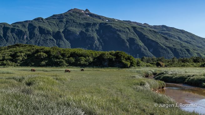 USA | Alaska | Katmai Nationalpark | Brown Bears (Braunbären)