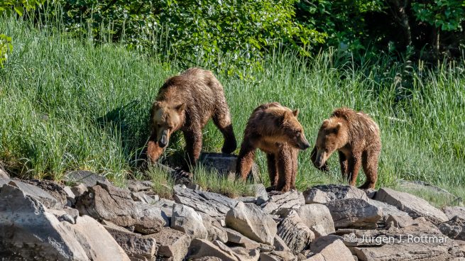 USA | Alaska | Katmai Nationalpark | Brown Bears (Braunbären)