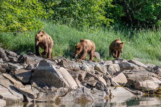 USA | Alaska | Katmai Nationalpark | Brown Bears (Braunbären)