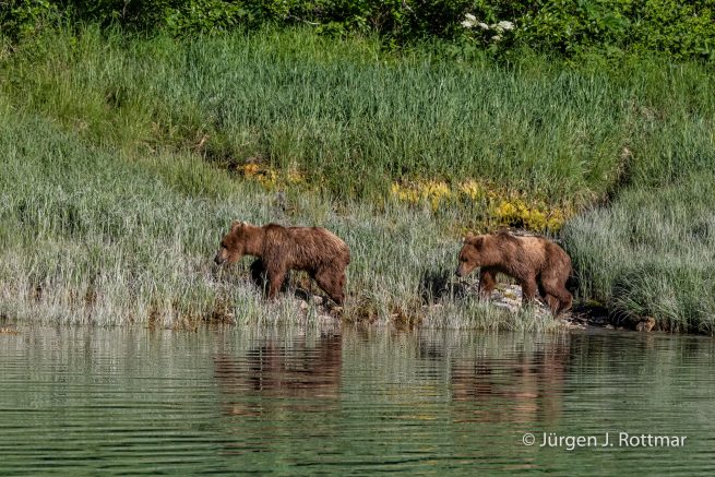 USA | Alaska | Katmai Nationalpark | Brown Bears (Braunbären)